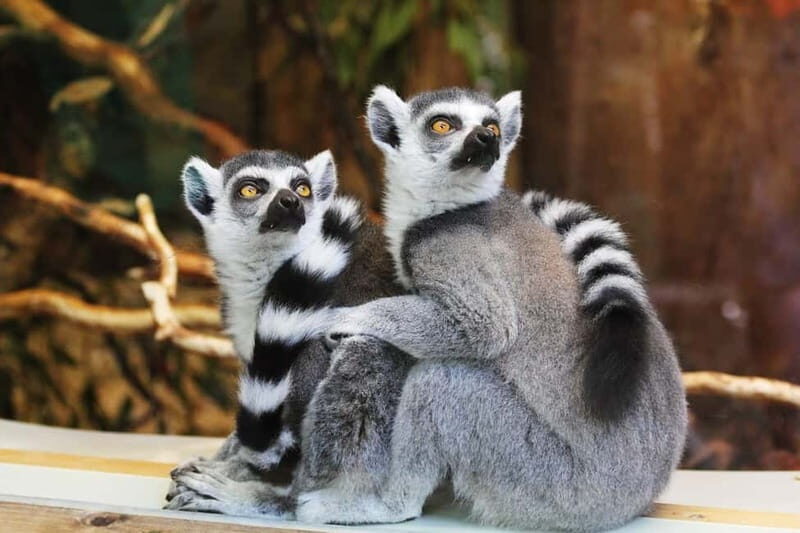Paphos: Zoo Visit and Blue Lagoon Cruise with Guide & Lunch - Paphos: Zoo Visit and Blue Lagoon Cruise with Guide & Lunch