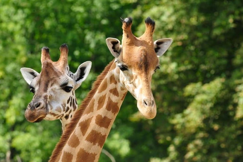 Paphos: Zoo Visit and Blue Lagoon Cruise with Guide & Lunch - Practical Details and What to Know