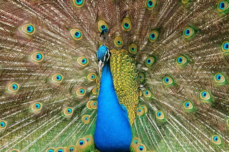 Paphos: Zoo Visit and Blue Lagoon Cruise with Guide & Lunch - Authentic Insights from Reviews