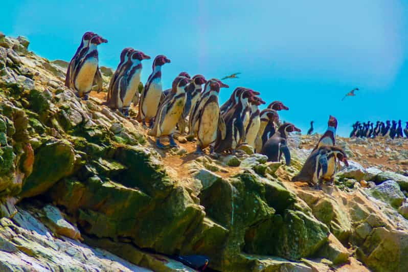 paracas-ballestas-islands-and-paracas-national-reserve-tour-2