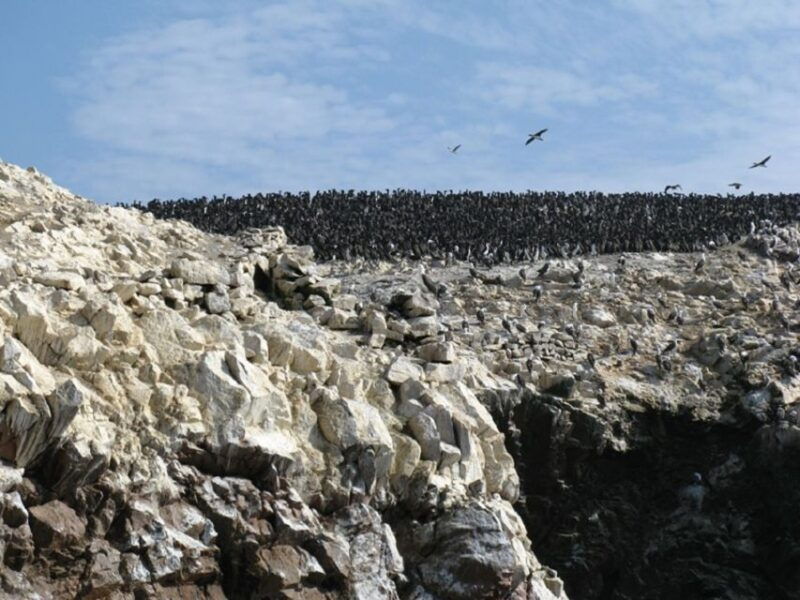 paracas-ballestas-islands-boat-ride-tour