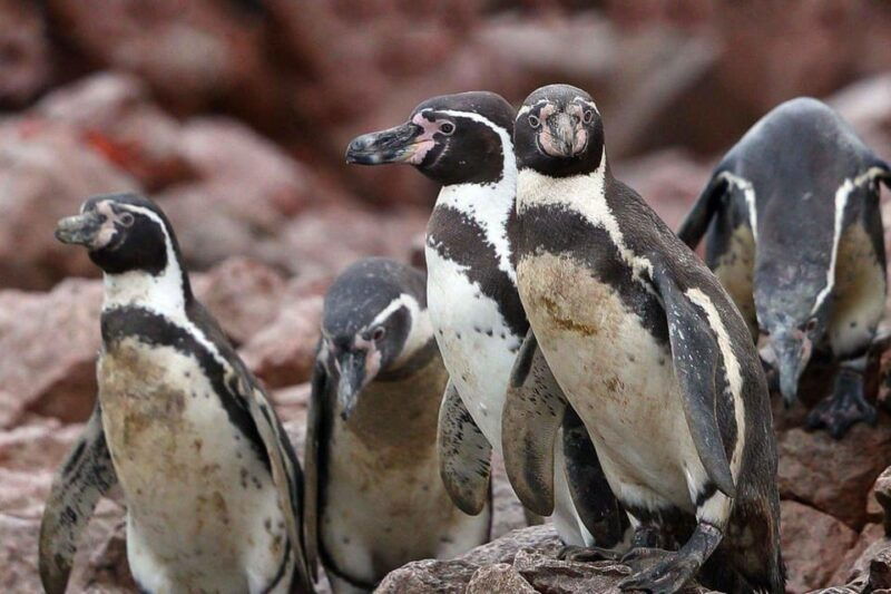 paracas-ballestas-islands-boat-tour-ballestas-islands