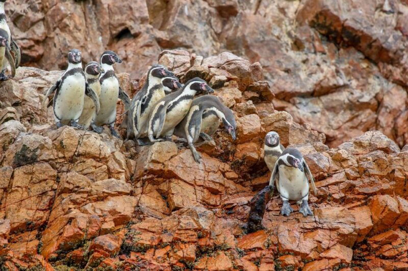 paracas-ballestas-islands-morning-boat-tour