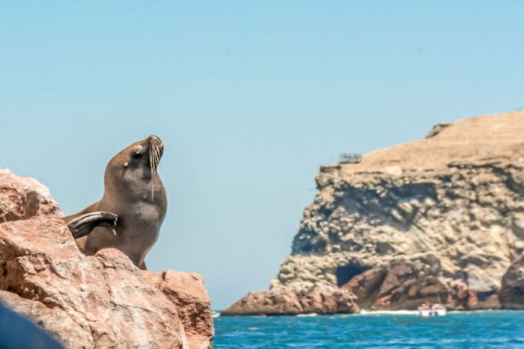 paracas-ballestas-islands-morning-boat-tour