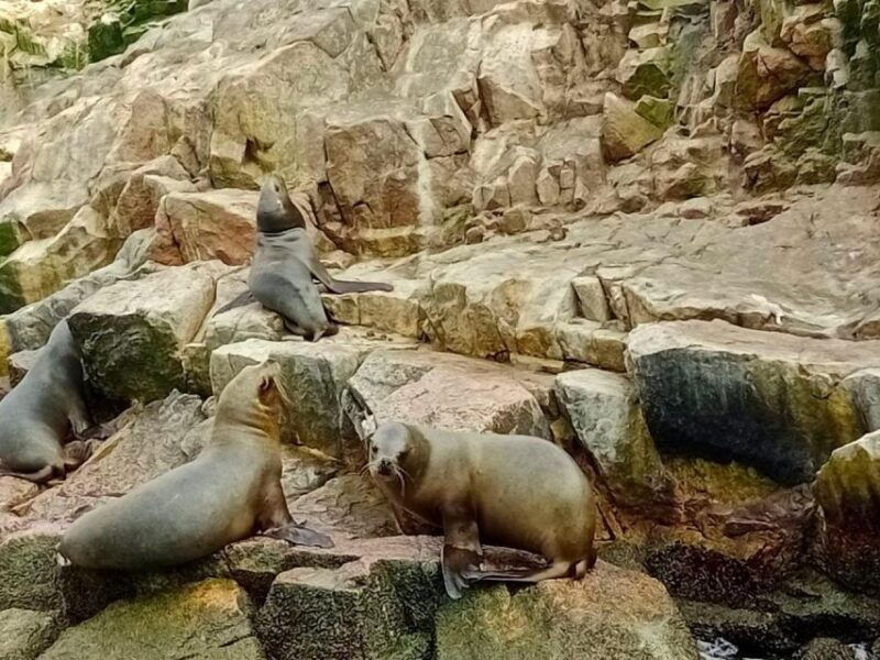 paracas-ballestas-islands-paracas-national-reserve