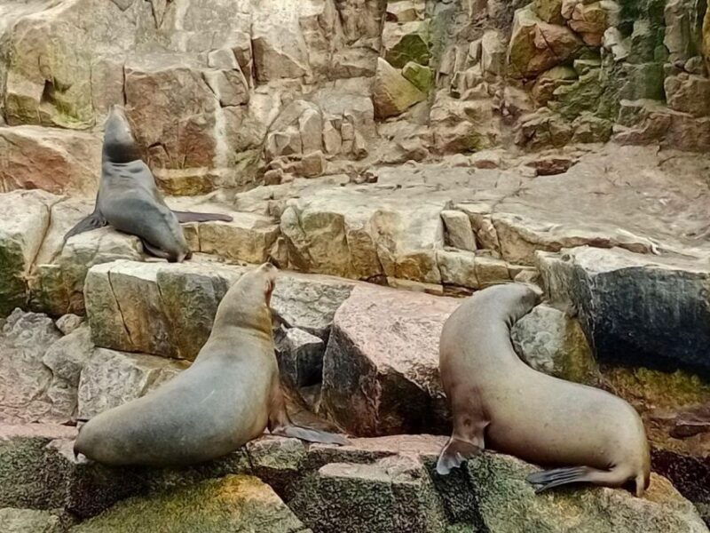 paracas-ballestas-islands-paracas-national-reserve