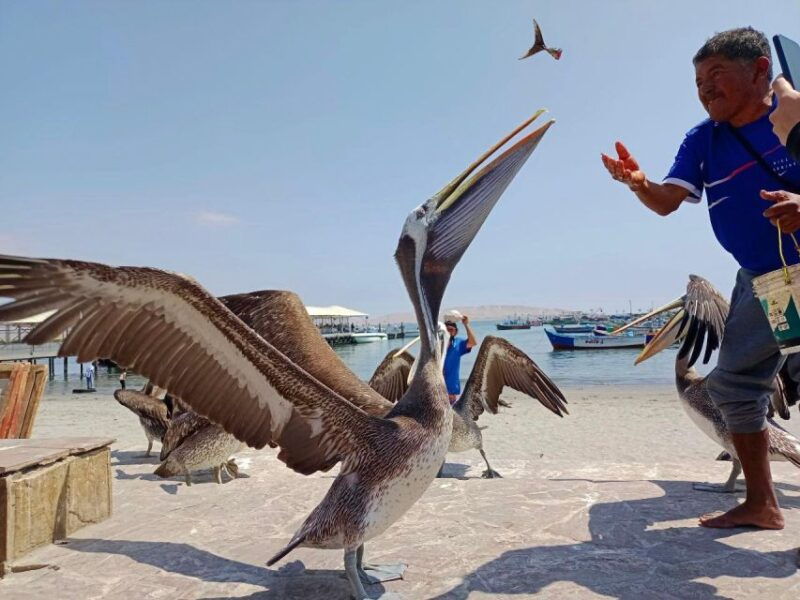 paracas-ballestas-islands-paracas-national-reserve
