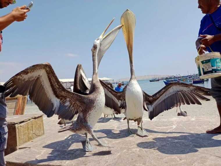 paracas-ballestas-islands-paracas-national-reserve