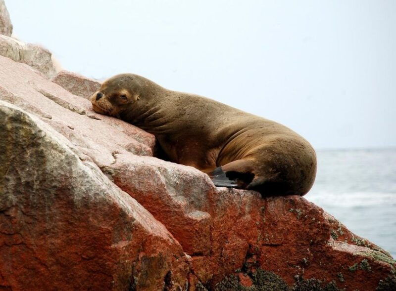 paracas-ballestas-islands-tour-all-inclusive-2