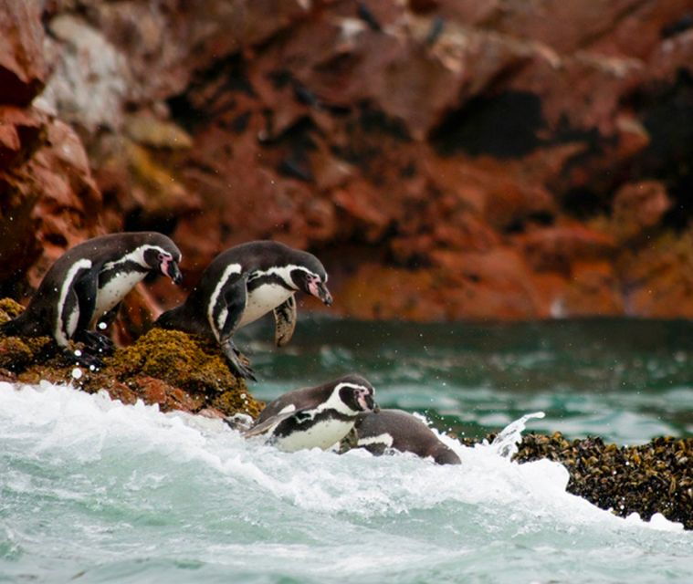 paracas-full-day-ballestas-islands-golden-shadow-trek