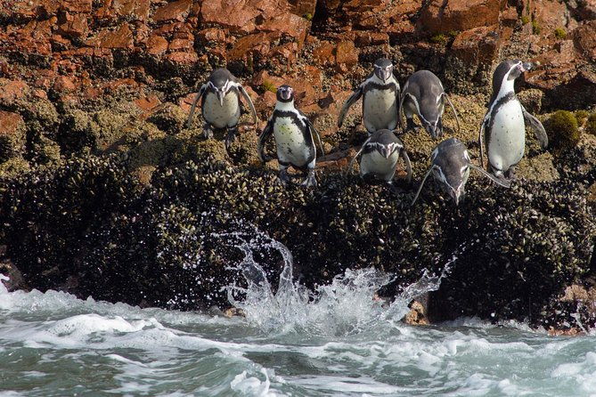 paracas-ica-full-day-private-tour