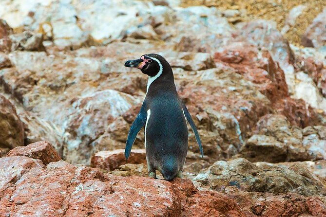 paracas-islands-oasis-of-huacachina-in-ica-full-day-tour