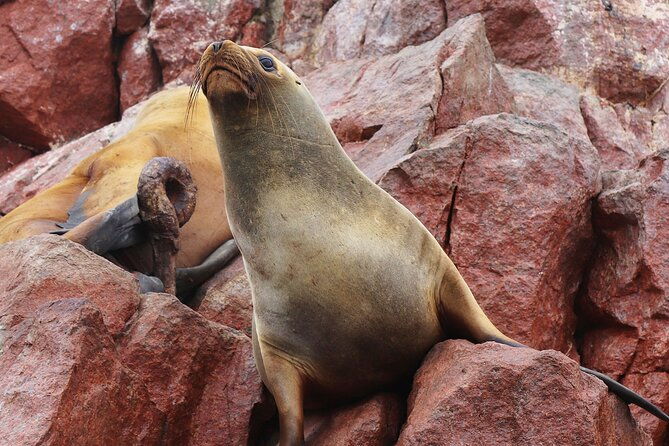 paracas-islands-oasis-of-huacachina-in-ica-full-day-tour