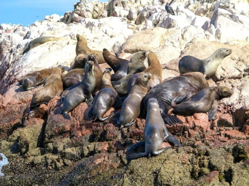 paracas-observation-of-marine-fauna-in-ballestas-islands