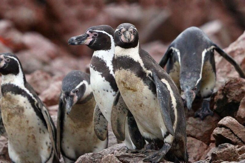 paracas-observation-of-marine-fauna-in-ballestas-islands