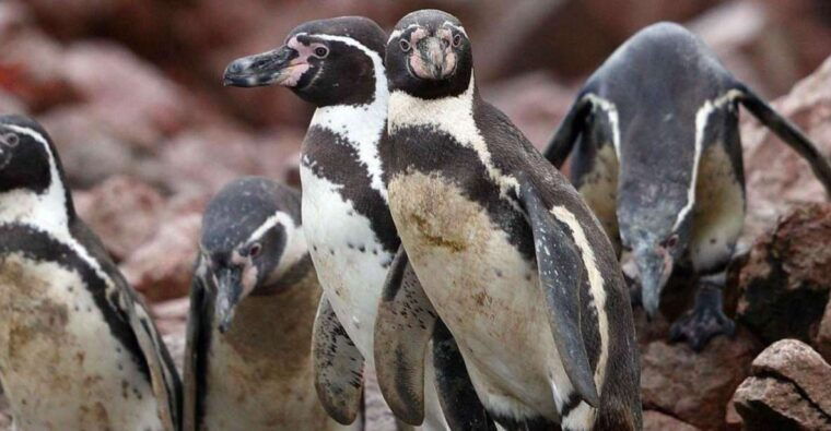 paracas-observation-of-marine-fauna-in-ballestas-islands