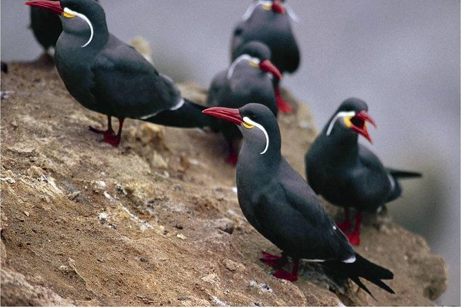 paracas-reserve-ballestas-islands-tour-from-lima-private-trip