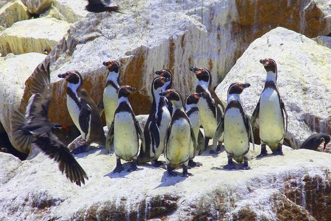 paracas-reserve-ballestas-islands-tour-from-lima-private-trip