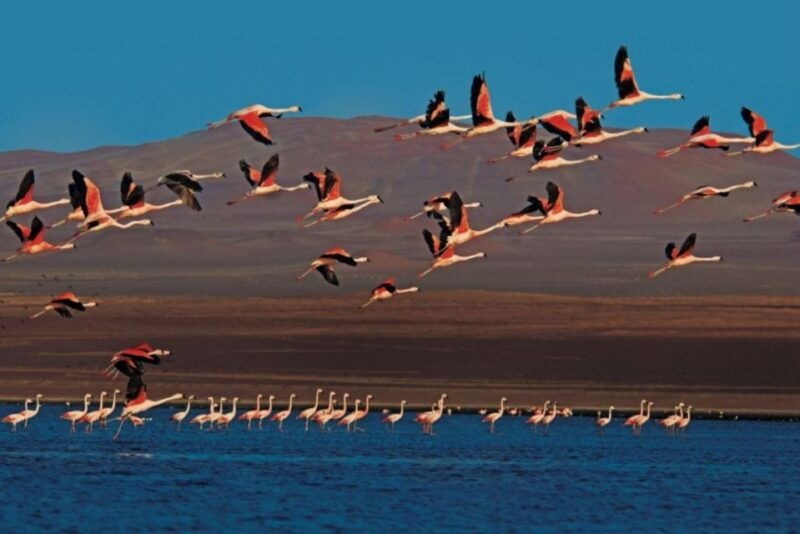 paracas-sunset-tour-in-the-paracas-national-reserve