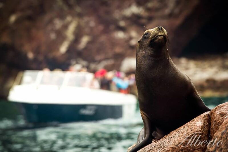paracas-tour-to-the-ballestas-islands