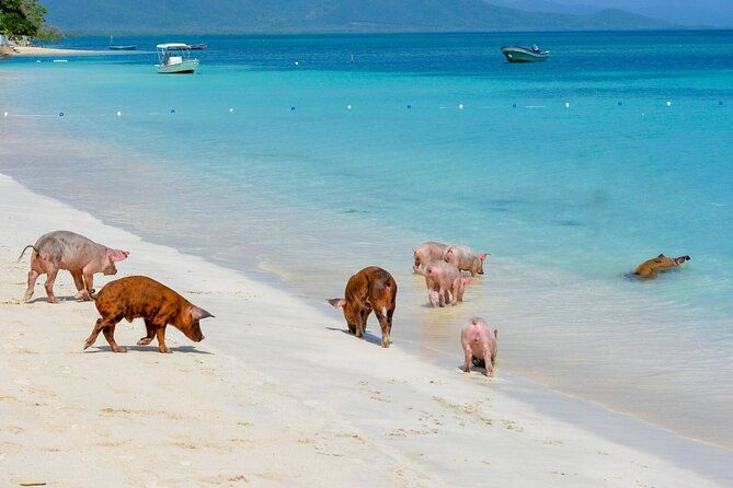 paradise-and-pigs-full-day-excursion-from-puerto-plata-with-lunch