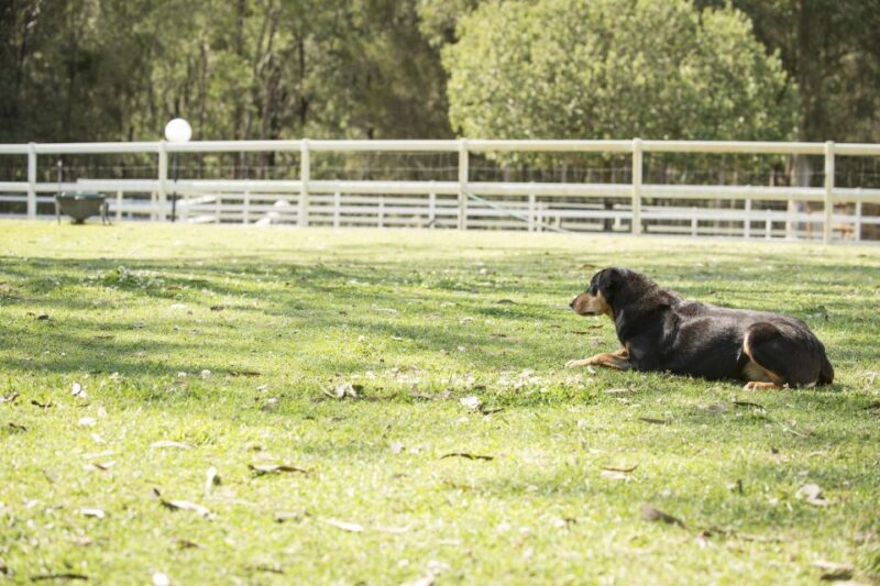 Paradise Country: Ultimate Aussie Farm Experience - Who Is This Tour Best For?
