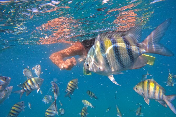 paradise-island-cruise-snorkeling-excursion