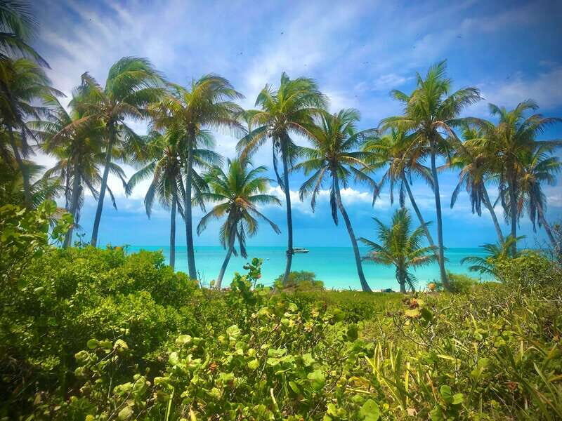 PARADISE ISLAND- ISLA CONTOY AND ISLA MUJERES - Isla Contoy: A Birdwatchers Paradise