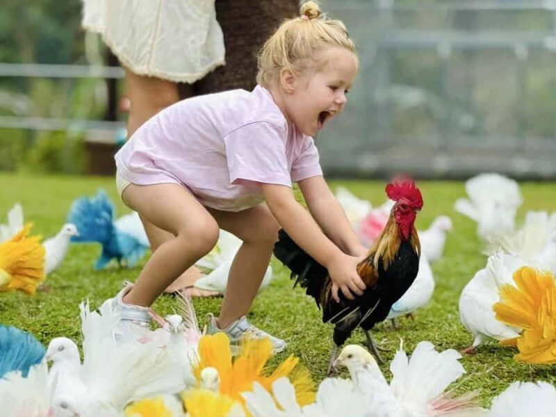 Paradise Park Farm Entry Ticket with Transfer - What to Bring and What Not to Bring