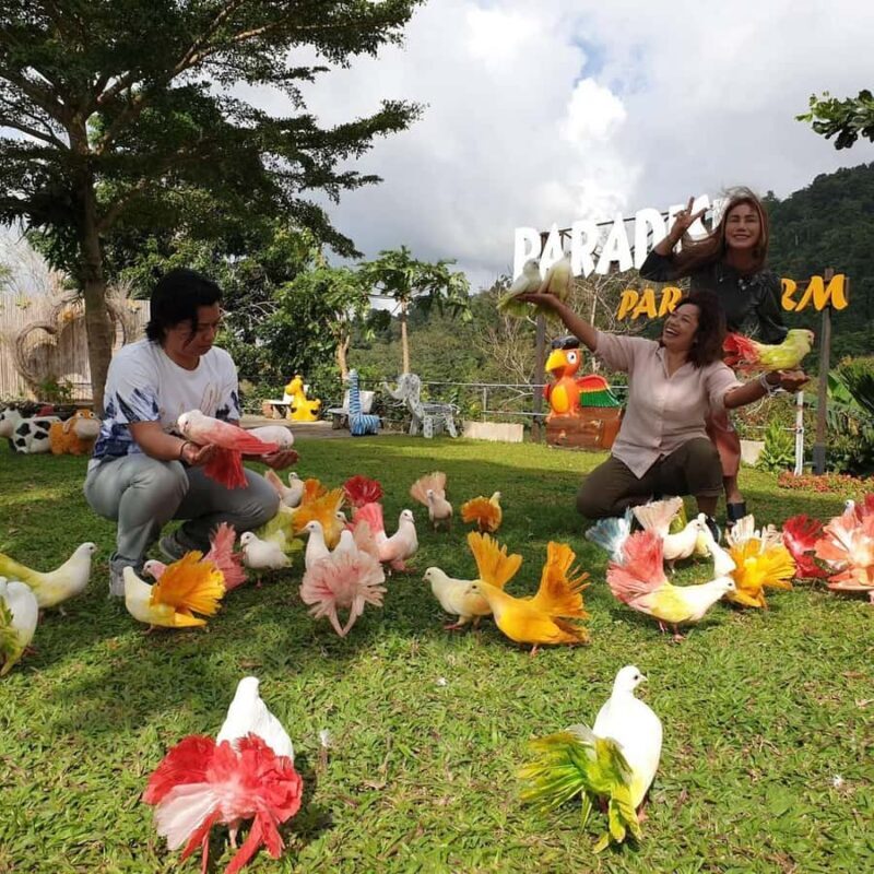 Paradise Park Farm Entry Ticket with Transfer - FAQ