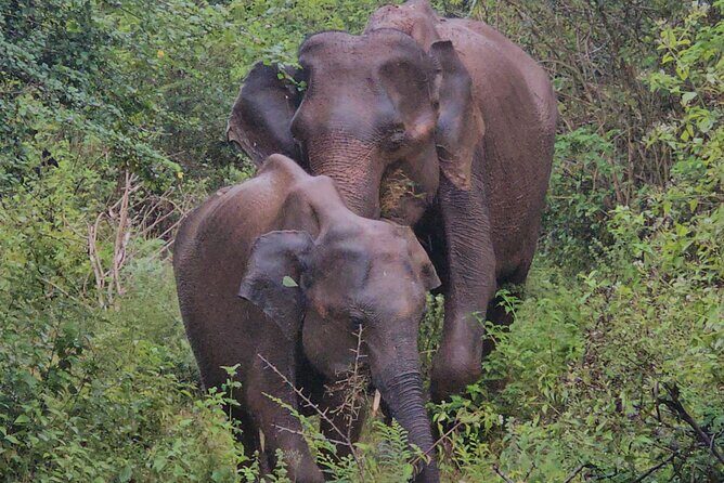 Paradise Sigiriya,Kandy,Nuwara eliya,Ella(Udawalawe/Yala)Tours - FAQ
