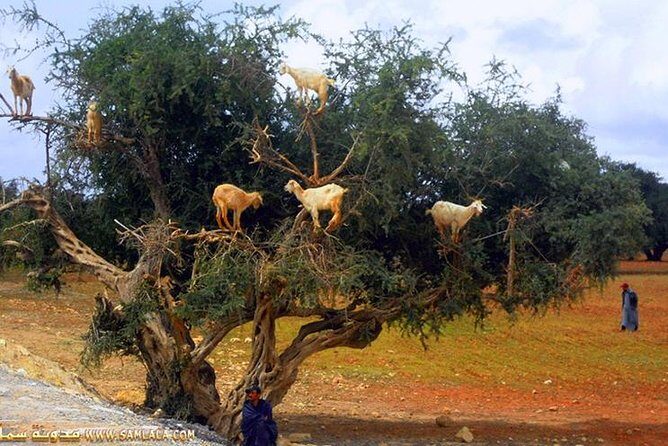 Paradise valley excursion - Who Should Consider This Tour?