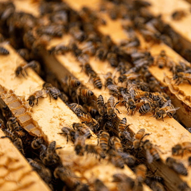 paradise-valley-guided-apiary-tour-meet-the-pollinators