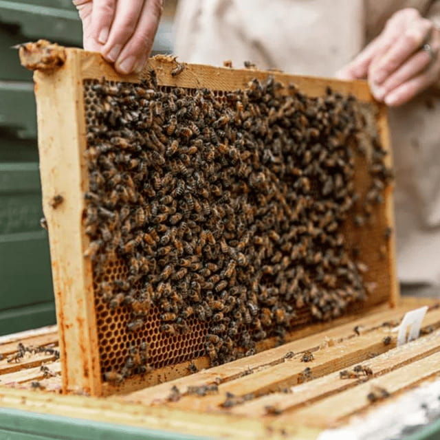 paradise-valley-guided-apiary-tour-meet-the-pollinators