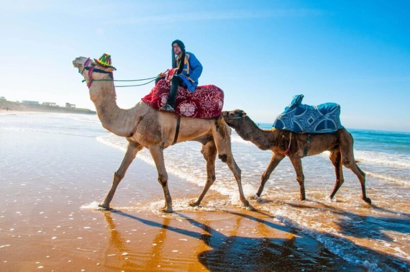 Paradise Valley With Quad Biking and Camel Ride Experience - Exploring Paradise Valley and Beyond: What to Expect