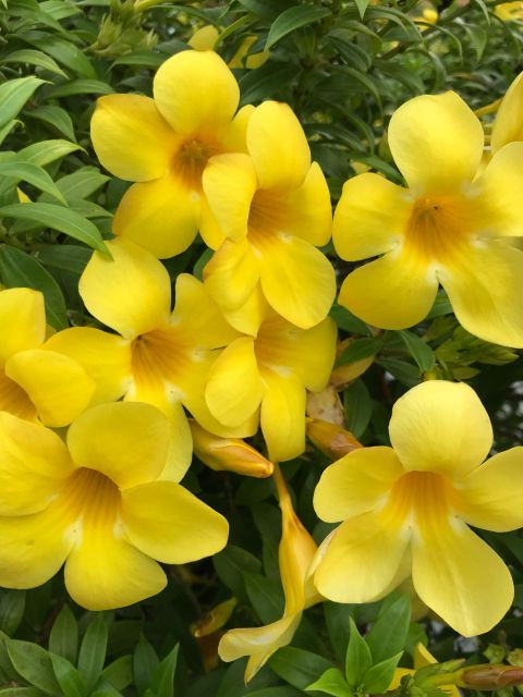 paris-1h30-hour-perfume-walking-tour