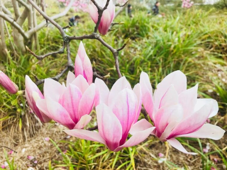 paris-1h30-hour-perfume-walking-tour