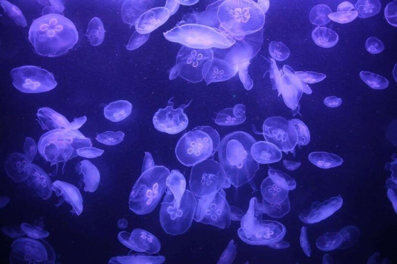 paris-aquarium-entry-ticket-self-guided-eiffel-tower-tour