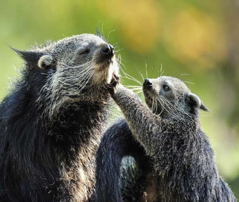Paris: Ménagerie Zoo of Jardin des Plantes Entrance Ticket - FAQs