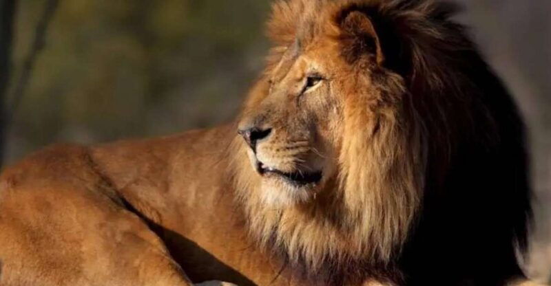 paris-paris-zoological-park-entrance-ticket