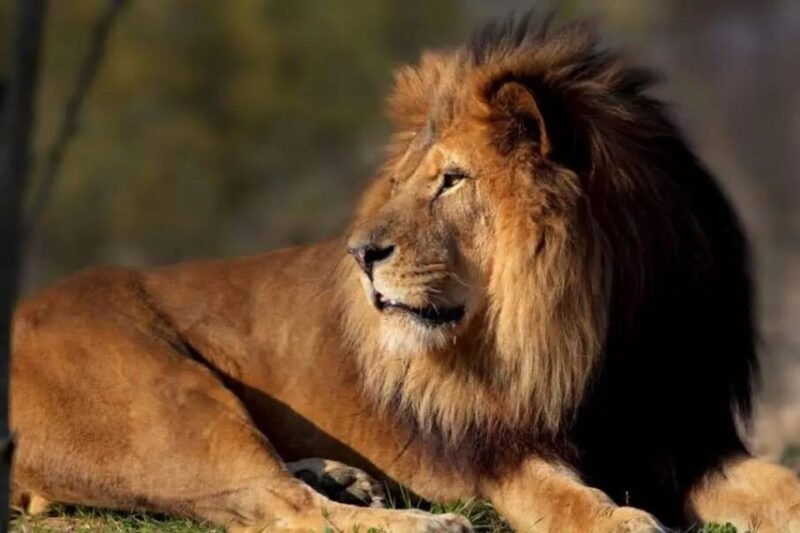 paris-paris-zoological-park-entrance-ticket