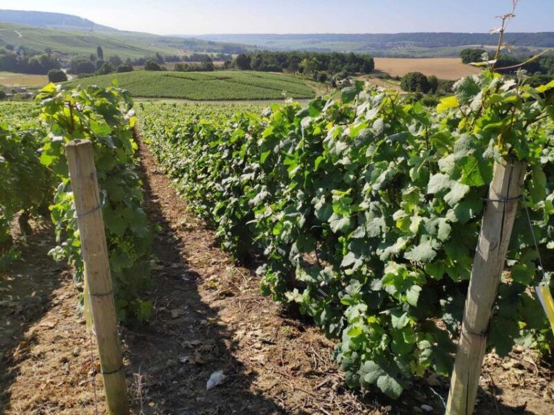 paris-private-epernay-trip-with-champagne-vineyard-tastings