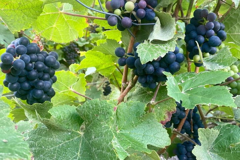 Paris: Ruinart and Veuve Clicquot Champagne Tour by Mercedes - Frequently Asked Questions