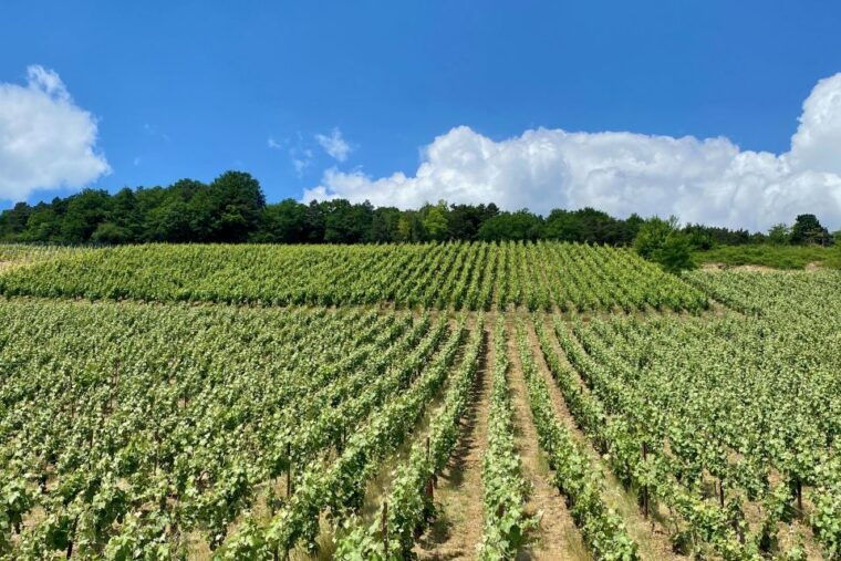 paris-ruinart-and-veuve-clicquot-champagne-tour-by-mercedes