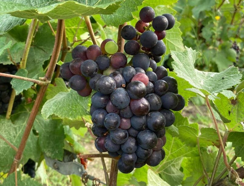 paris-wine-day-tours-all-inclusive-champagne-tour-from-paris