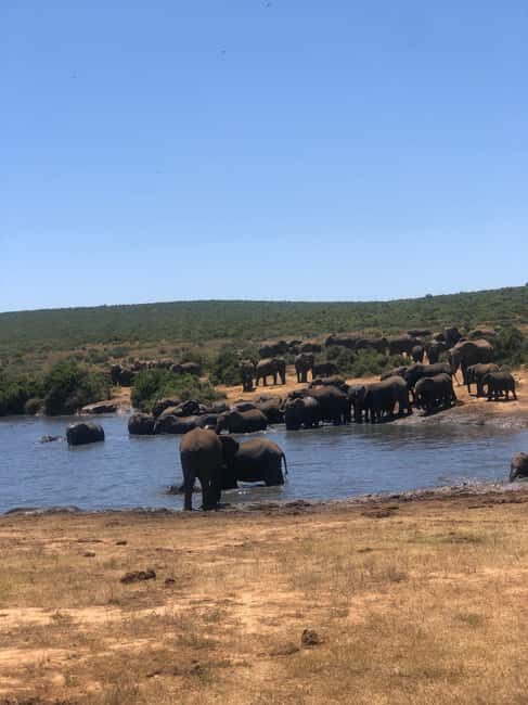 Park View Safari: Addo Elephant National Park Full-Day Tour - Itinerary Breakdown and What to Expect