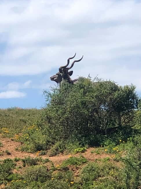 Park View Safari: Addo Elephant National Park Full-Day Tour - Price and Value