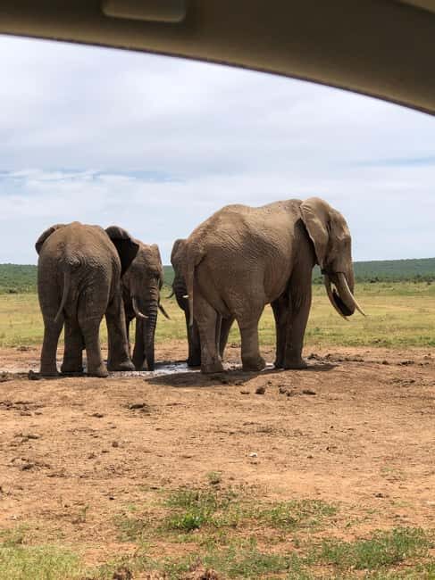 Park View Safari: Addo Elephant National Park Full-Day Tour - Practical Tips for Travelers