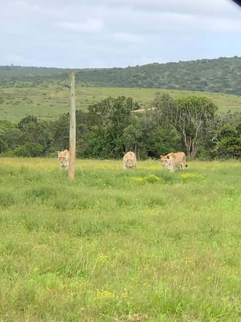 Park View Safari: Addo Elephant National Park Full-Day Tour - Who Should Consider This Tour?