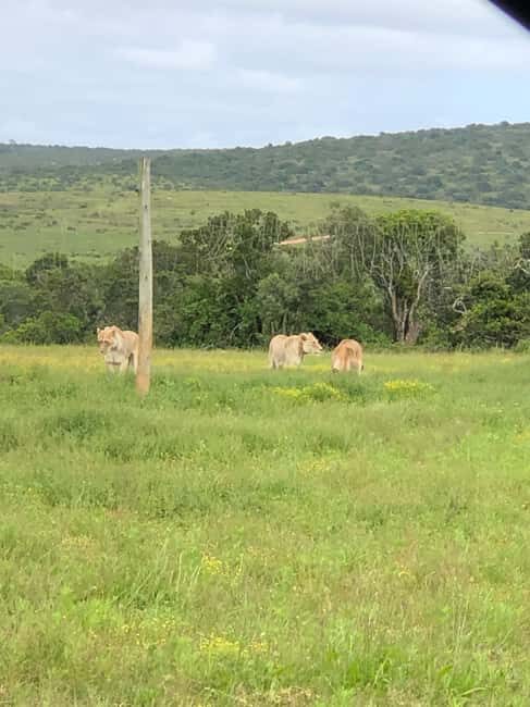 Park View Safari: Addo Elephant National Park Full-Day Tour - The Sum Up